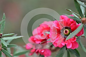 Manuka myrtle white-pink flower blooming