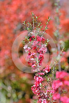 Manuka Tea-tree