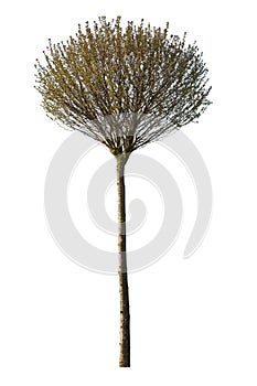 Manuka tree, also known as Leptospermum scoparium, cutout tree isolated on white background