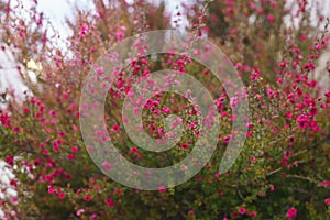 Manuka tree blossom close up. Native New Zealand evergreen plant Leptospermum scoparium Tea tree in bloom with pink flowers