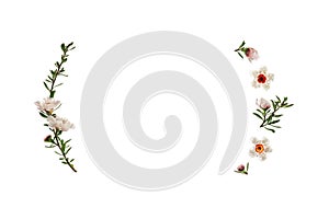 Manuka tree flowers frame isolated on white background with copy space