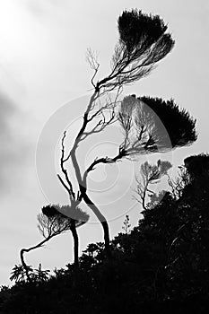 Manuka tree in forest