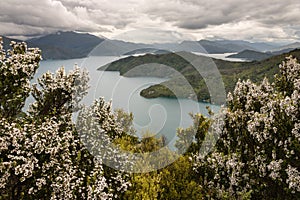 Manuka trees above Queen Charlotte Sound