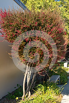 Manuka trees, Leptospermum scoparium Tea tree in bloom