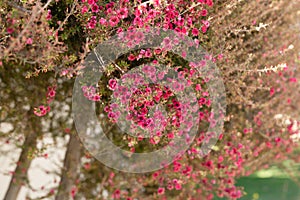 Manuka trees, Leptospermum scoparium Tea tree in bloom. Branch with beautiful small pink flowers