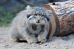 Manul cub