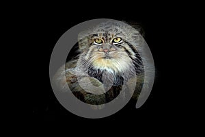 Manul in the dark habitat, cat form Asia. Pallas`s cat or Manul, Otocolobus manul, cute wild cat from Mongolia. Wildlife scene