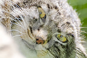 The Manul Face