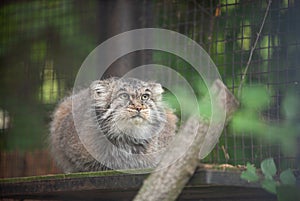 Manul,  Pallas cat,  Otocolobus manul in Rigas Zoo, Latvija