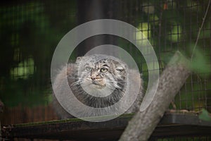 Manul,  Pallas cat,  Otocolobus manul in Rigas Zoo, Latvija