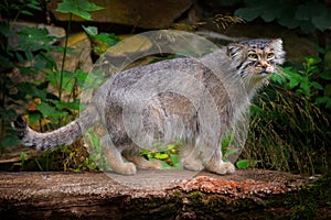 Manul or Pallas`s cat, Otocolobus manul, cute wild cat from Asia. Wildlife scene from the nature. Animal in the nature habitat,