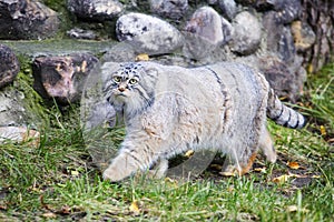 Manul, or Pallas\'s cat, or wild cat.