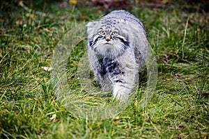 Manul, or Pallas\'s cat, or wild cat.