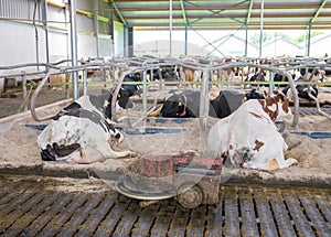 manure robot inside farm full of spotted milk cows in holland