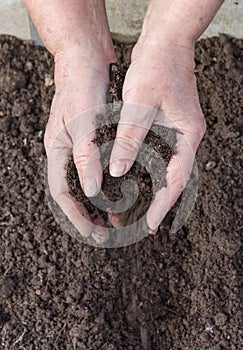 Manuring soil with hands after planted seeds photo