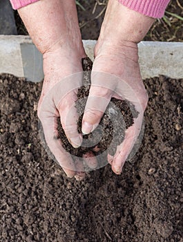 Manuring soil with hands after planted seeds photo