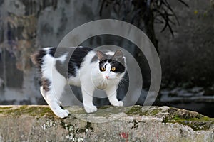 a manx breed cat is playing