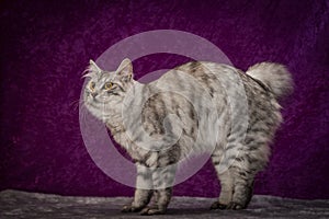 Manx cat