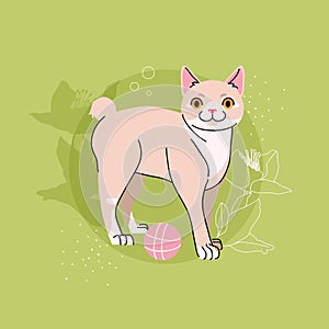 Manx cat with ball on green background. Pet character vector illustration