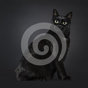 Manx cat on black background