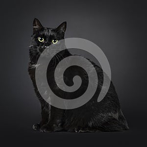 Manx cat on black background