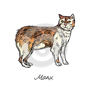 Manx, cat breeds illustration with inscription, hand drawn colorful doodle, vector