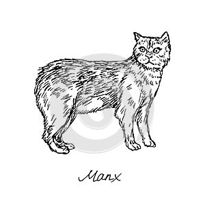 Manx, cat breeds illustration with inscription, hand drawn doodle, sketch, black and white vector