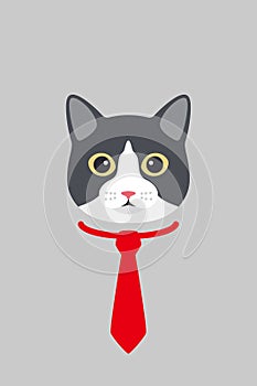 Manx cat gentlemen wear a tie, fashion portrait of cat