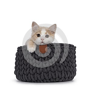 Manx cat kitten on white background