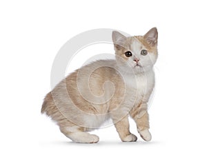 Manx cat kitten on white background