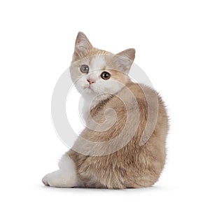 Manx cat kitten on white background