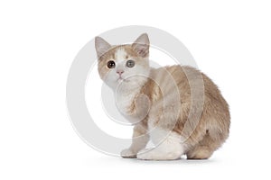 Manx cat kitten on white background