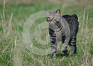 Manx cat out for a stroll