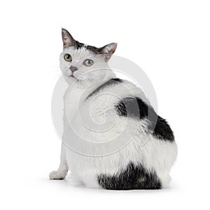 Manx cat on white bckground