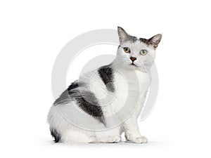 Manx cat on white bckground