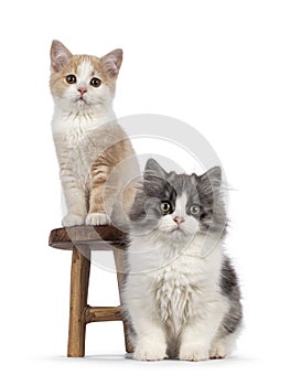 Manx and Cymric cat kitten on white background