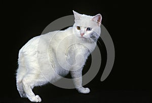 Manx Domestic Cat, a Cat Breed withoug Tail, Adult against Black Background