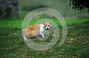 Manx Domestic Cat, Tailless Breed