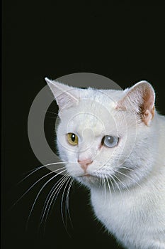 Manx Domestic Cat, Tailless Breed, Portrait with Different Colors Eyes