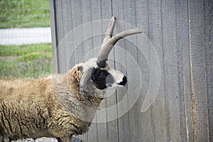 Manx Loaghtan goat