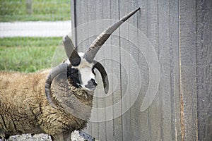 Manx Loaghtan goat