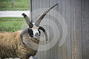 Manx Loaghtan goat