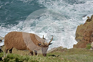 Manx Loagthan sheep grazing by sea at Devilâ€™s Hole, Jersey