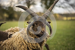 Manx Rams