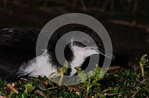 Manx Shearwater at night