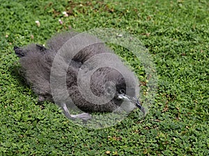 Manx shearwater, Puffinus puffinus