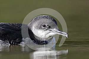 Manx shearwater, Puffinus puffinus