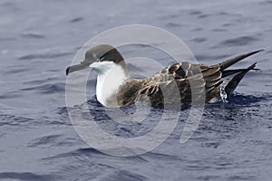 The Manx shearwater Puffinus puffinus floating in the ocean