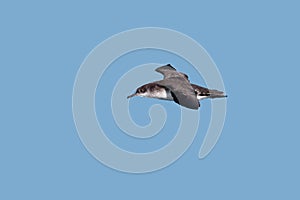 A Manx Shearwater, seabird in flight.