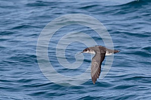 A Manx Shearwater, seabird in flight low over the ocean.